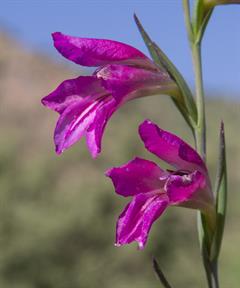 گلایول ایتالیایی